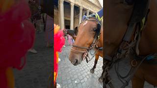 Friend at the Pantheon Rome Italy animal funny horses [upl. by Alleiram910]