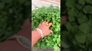 How we can grow vegetable without any land in green grow bag plants gardening [upl. by Salohcim]