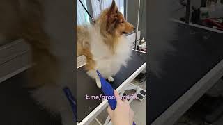 Кельт grooming pets petgrooming groomed doggroominglife groominglife [upl. by Palecek268]