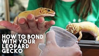 5 TIPS TO MAKE YOUR GECKO LOVE YOU [upl. by Pawsner]