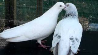 Pigeons kissing and mating [upl. by Yoreel]