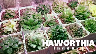 Different Haworthia Varieties  Under Growlights  August 2021 [upl. by Selinda494]