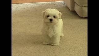 Cute Maltese puppy dog barking at funny small cat animal toy little puppies playing bark voice [upl. by Desiri]