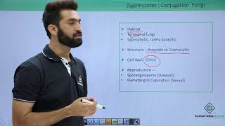 Class 11th – Kingdom Fungi  Zygomycetes Conjugation Fungi  Tutorials Point [upl. by Eineg407]