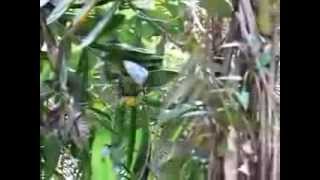 Queen Alexandras Birdwing Butterfly  Video 1 [upl. by Airotal]