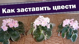 Как заставить цвести фиалку ко времени Секреты мифы [upl. by Liesa]