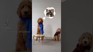 Goldendoodle puppy portrait Expectations VS Reality [upl. by Ettedo134]