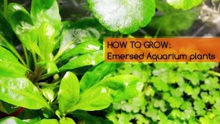 HOW TO GROW Emersed Aquarium plants Basics [upl. by Culbert571]