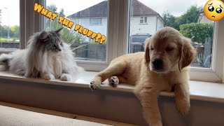 Introducing My Cat To A New Golden Retriever Puppy So Cute [upl. by Niggem]