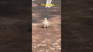 Bird dance on music animals  birds  dance  funny dance bird [upl. by Priscella]