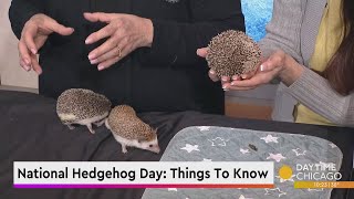 National Hedgehog Day Things To Know [upl. by Terr]