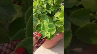 Mexican mint benefits gardeningideas thètics gardening shorts l [upl. by Ahtela188]