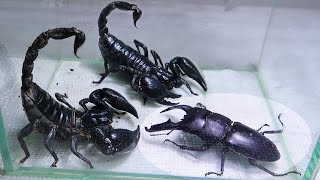 Black Titan Bug and 2 Giant Scorpions  Go find the King of Insects [upl. by Bil]