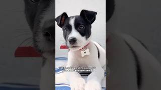 IG PichichosAlRescate adopcion viralvideo perro adopcionresponsable pets dog puppy [upl. by Nomed]