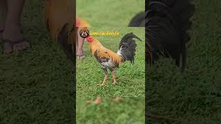 Pumpkin Gamefowl of Dini Cuenca gamefowlviralph gamefowl chicken gamefowlbreeder roosters [upl. by Nyleaj51]