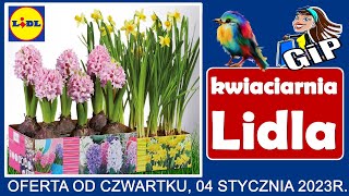 LIDL  Nowa Oferta od Czwartku 04012024  Kwiaciarnia Lidla [upl. by Apoor528]