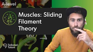 Muscles Sliding Filament Theory  A Level Biology Revision  AQA [upl. by Alarice206]