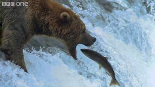 HD Grizzly Bears Catching Salmon  Natures Great Events The Great Salmon Run  BBC [upl. by Ailerua401]