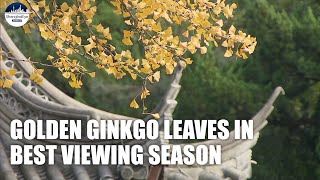 Poetic scenes as golden ginkgo leaves announce arrival of autumn in Shanghai [upl. by Nehtanoj]