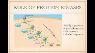 Signal Transduction [upl. by Ydrah587]
