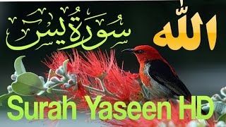 Surah Yaseen Yaseen sharif beautiful Voice By Sheikh ZUBAIR With Arabic Text [upl. by Zaragoza308]