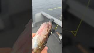 man they were short hitting walleye fishing wisconsin fypシ゚viral outdoors fish bassfishing [upl. by Emlin858]