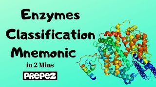 Enzymes Classification amp Examples Mnemonic in 2 mins [upl. by Hogg675]