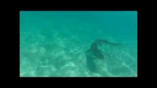 WOW Large Tiger Shark with no dorsal fin [upl. by Rodrich]