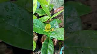 Ixora Flower Hybrid Variety Cutting ytshorts flowers plants nature [upl. by Hoon300]