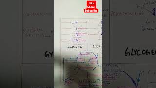 Glycogenesis Glyogenolysis shortsfeed shorts biology pathway neet compit [upl. by Trevor]