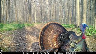 Strutting Eastern Wild Turkey Gobbling  Browning Recon Force Advantage [upl. by Eolhc]