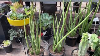 Sansevieria cylindrica quotAfrican Spear Plantquot [upl. by Trela]