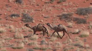 Aerial Camels Running Through Australian Desert [upl. by Macegan]