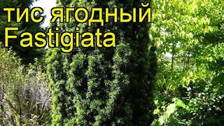 Тис ягодный Фастигиата Краткий обзор описание характеристик taxus baccata Fastigiata [upl. by Denie]