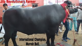 RUSTOM  GATOLI Champion Murrah Bull Calf are also Winners  Singhwa Khas Hisar Competition [upl. by Edahs]