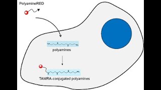PolyamineRED [upl. by Broida583]
