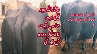 watch pure neeli Ravi buffalo for sale in Punjab Pakistan 6112024on YouTube [upl. by Celka]