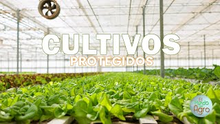 Aprende todo sobre los cultivos en invernadero FINCA TUCARENA UNET 🌿 [upl. by Retse]