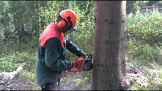 Trädfällning med precision tree felling with precision [upl. by Turoff]