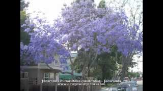 Jacaranda mimosifolia acutifolia  Jacaranda [upl. by Earl]