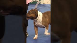 The American Bully at UKC Premier Nationals [upl. by Jada]