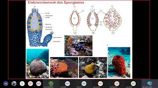 Séance 3 Biologie animale Embranchement des Spongiaires amp Embranchement des Cnidaires [upl. by Brandy]