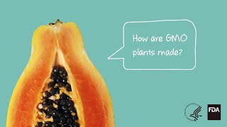 Agricultural Biotechnology How Are GMO Plants Made [upl. by Adnaw]