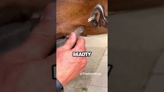 Look AT THIS CHESTNUT Removal  animals horse satisfying [upl. by Leffen615]