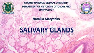 Salivary glands Histology [upl. by Juana684]