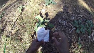 How to use left over seed inoculant [upl. by Elenaj]