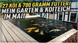 27 Koi und 700 Gramm FUTTER Mein GARTEN und KOITEICH im MAI [upl. by Boleslaw52]