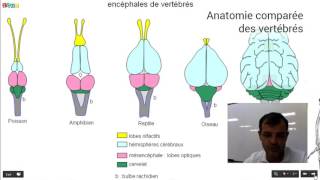 Anatomie comparée des vertébrés [upl. by Alyahs612]