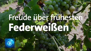 Beginn der Weinlese in RheinlandPfalz [upl. by Dorelle]