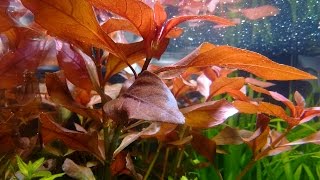 Ludwigia Repens  epoka akwariowa [upl. by Ellehsem503]